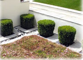 Hedge Boxes