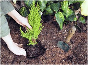 Planting Out